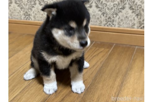 成約済の千葉県の柴犬-315110の3枚目