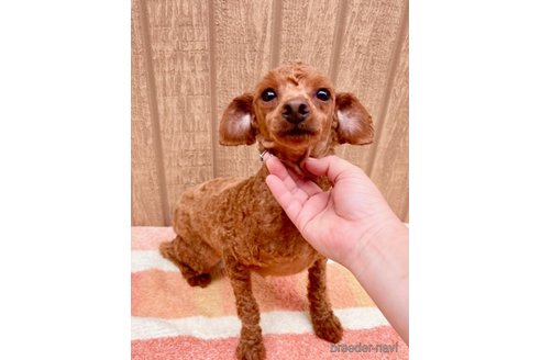クリオちゃん1枚目