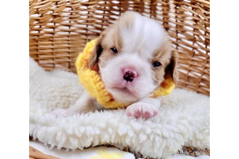 成約済の埼玉県のキャバリアキングチャールズスパニエル-318728の2枚目