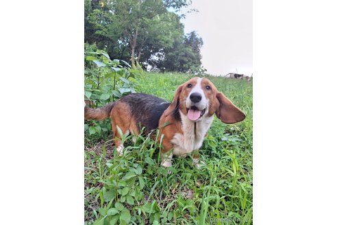 成約済の神奈川県のミックス犬-317414の5枚目