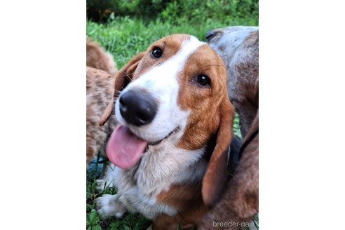 成約済の神奈川県のミックス犬-317414の4枚目