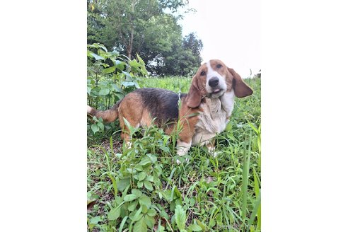 成約済の神奈川県のミックス犬-317414の3枚目