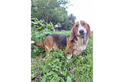 成約済の神奈川県のミックス犬-317414の2枚目
