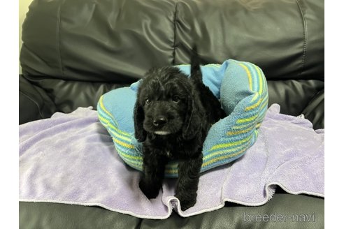 成約済の栃木県のミックス犬-318734の1枚目