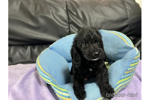 成約済の栃木県のミックス犬-318734の4枚目