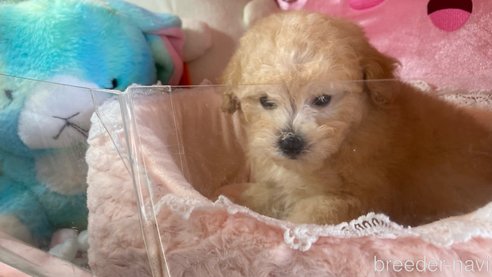 成約済の富山県のタイニープードル-311772の6枚目