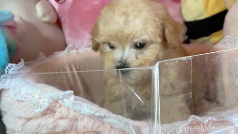 成約済の富山県のタイニープードル-311772の5枚目