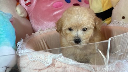 成約済の富山県のタイニープードル-311772の4枚目