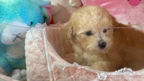 成約済の富山県のタイニープードル-311772の3枚目