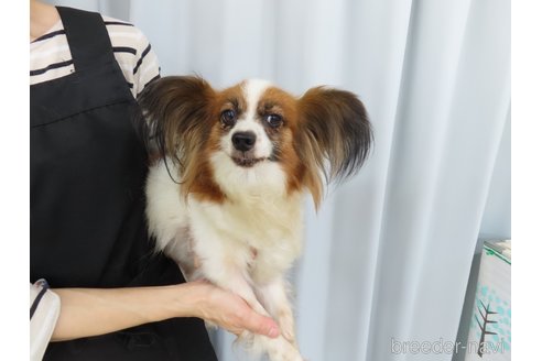 エカヒちゃん1枚目