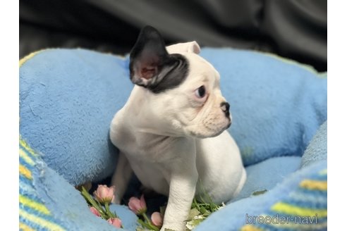 成約済の栃木県のフレンチブルドッグ-318741の2枚目