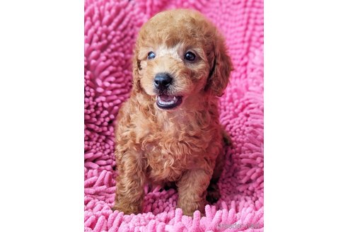 成約済の静岡県のミックス犬-318757の4枚目