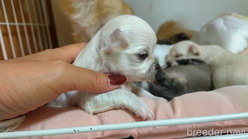 成約済の神奈川県のチワワ(ロングコート)-318758の4枚目