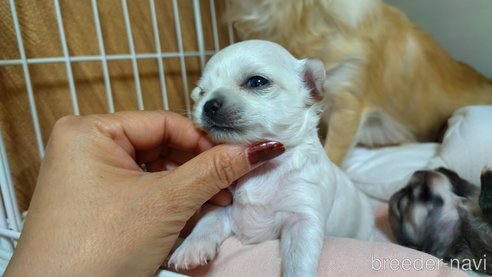 成約済の神奈川県のチワワ(ロングコート)-318758の5枚目