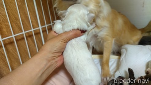 成約済の神奈川県のチワワ(ロングコート)-318758の3枚目