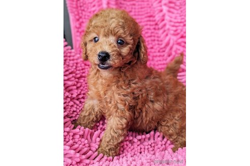 成約済の静岡県のミックス犬-318760