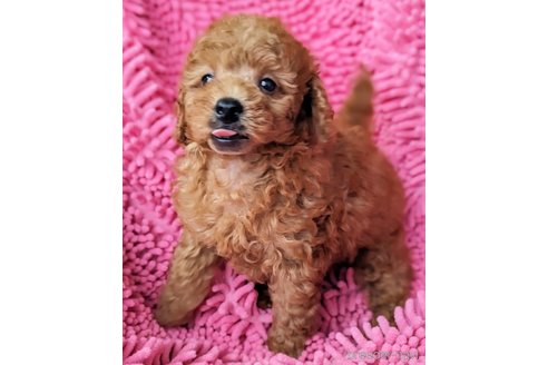 成約済の静岡県のミックス犬-318760の4枚目