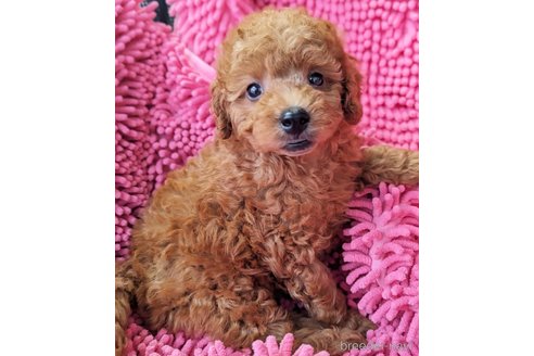 成約済の静岡県のミックス犬-318760の2枚目