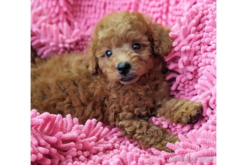 成約済の静岡県のミックス犬-318760の3枚目