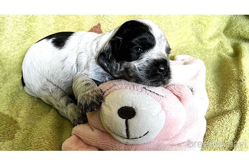 成約済の茨城県のイングリッシュコッカースパニエル-318763の2枚目