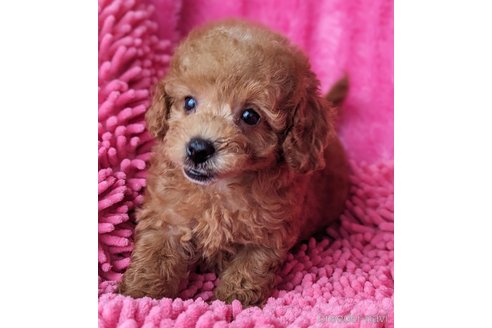 成約済の静岡県のミックス犬-318766の5枚目