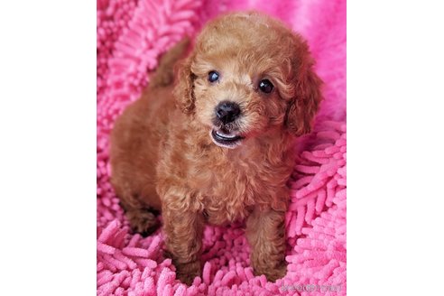 成約済の静岡県のミックス犬-318766の3枚目