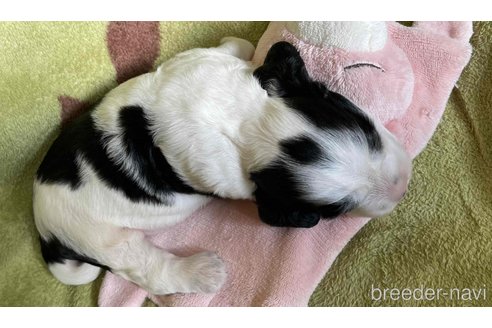 商談中の茨城県のイングリッシュコッカースパニエル-318765の3枚目