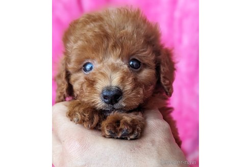 成約済の静岡県のミックス犬-318768の1枚目