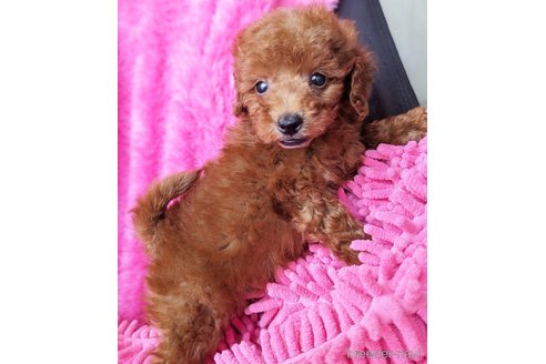 成約済の静岡県のミックス犬-318768の3枚目
