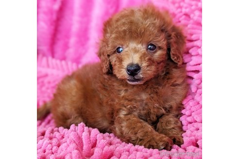 成約済の静岡県のミックス犬-318768の4枚目