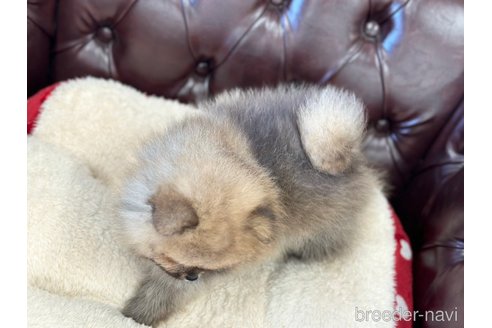成約済の香川県のポメラニアン-315909の2枚目