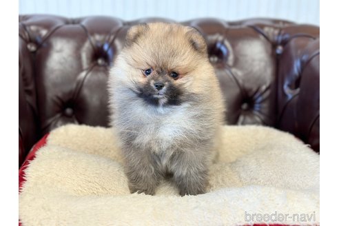 成約済の香川県のポメラニアン-315909の7枚目