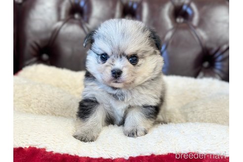 成約済の香川県のポメチワ:ポメラニアン×チワワ-316343の9枚目