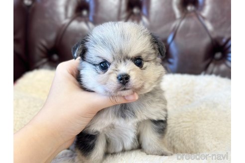 成約済の香川県のポメチワ:ポメラニアン×チワワ-316343の10枚目