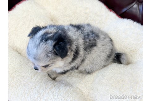 成約済の香川県のポメチワ:ポメラニアン×チワワ-316343の2枚目