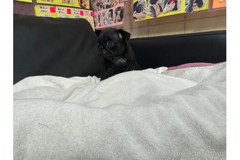 成約済の岐阜県のパグ-311088の7枚目