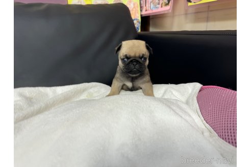成約済の岐阜県のパグ-318787の7枚目