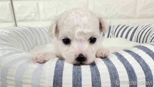 成約済の栃木県のビションフリーゼ-318811の2枚目