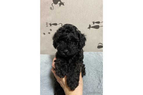 成約済の長野県のトイプードル-317188の3枚目