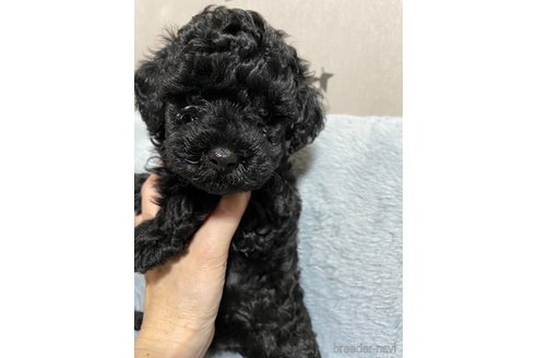 成約済の長野県のトイプードル-317189の4枚目