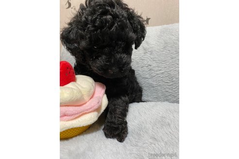 成約済の長野県のトイプードル-317189の3枚目