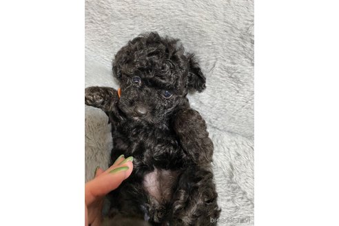 成約済の長野県のトイプードル-317190の12枚目