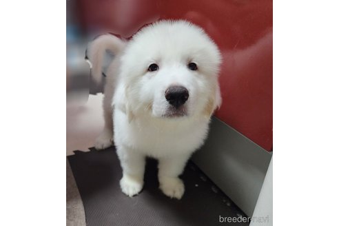成約済の静岡県のグレートピレニーズ-318819の1枚目