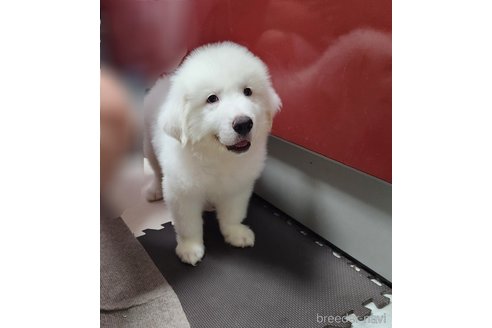 成約済の静岡県のグレートピレニーズ-318819の3枚目