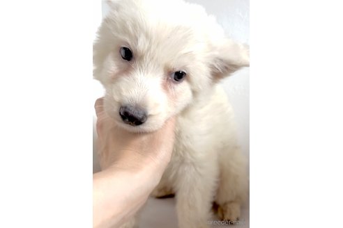 成約済の奈良県のホワイトシェパード-318684の4枚目