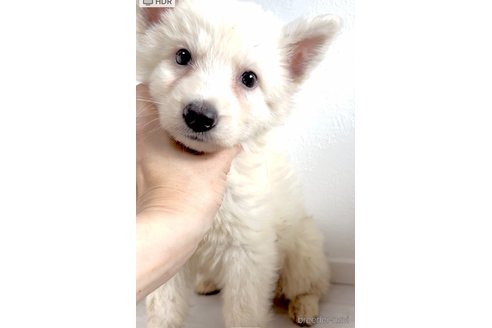 成約済の奈良県のホワイトシェパード-318684の5枚目