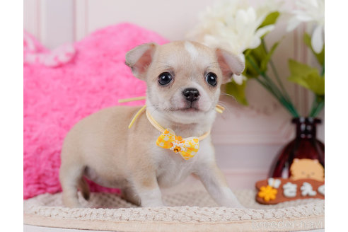 成約済の神奈川県のチワワ(スムースコート)-318844の10枚目