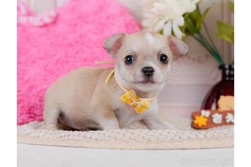 成約済の神奈川県のチワワ(スムースコート)-318844の9枚目