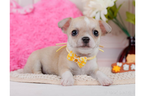 成約済の神奈川県のチワワ(スムースコート)-318844の8枚目