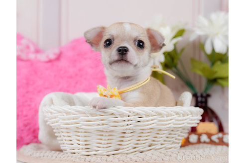 成約済の神奈川県のチワワ(スムースコート)-318844の6枚目